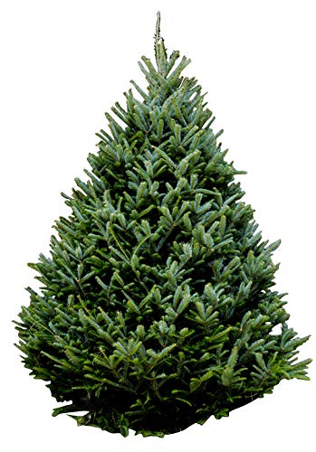 Best Christmas Trees – Christmas Trees Online Home Delivered