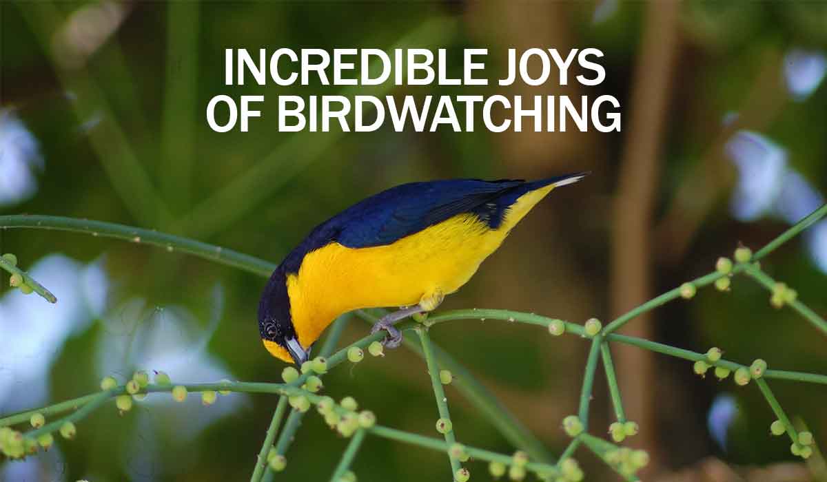 Birdwatching is a hobby that will change your life