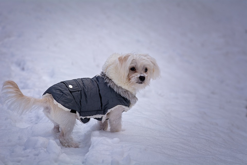 The Best Winter Coats For Dogs