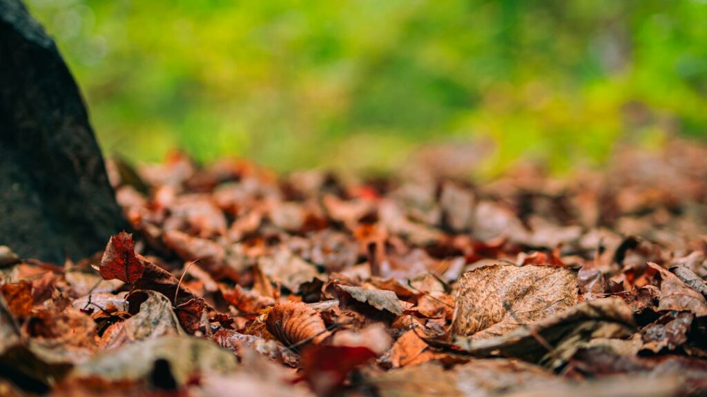 Photo lightweight leaf blowers for homeowners