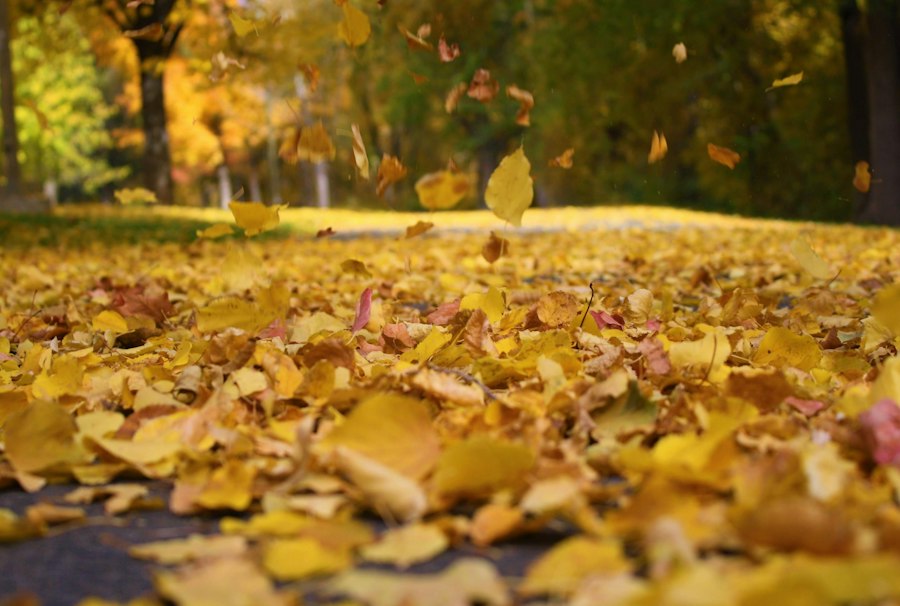 Photo top 10 best leaf blowers