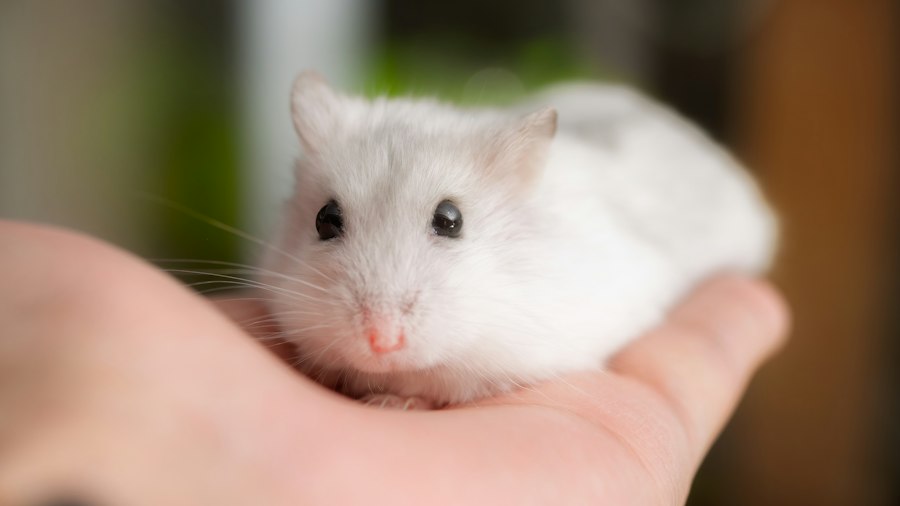 Photo best gaming mice small hands
