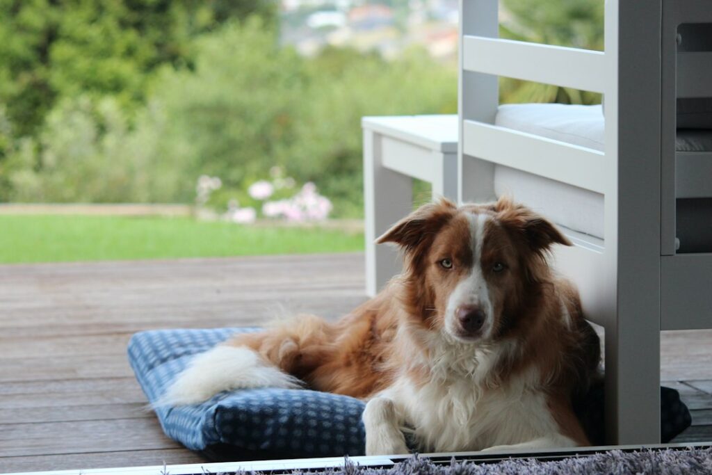Photo washable dog beds heavy shedders