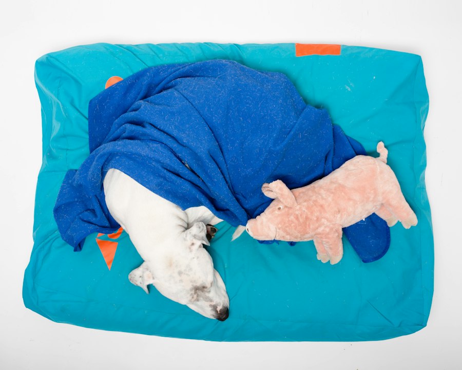 Photo washable dog beds heavy shedders