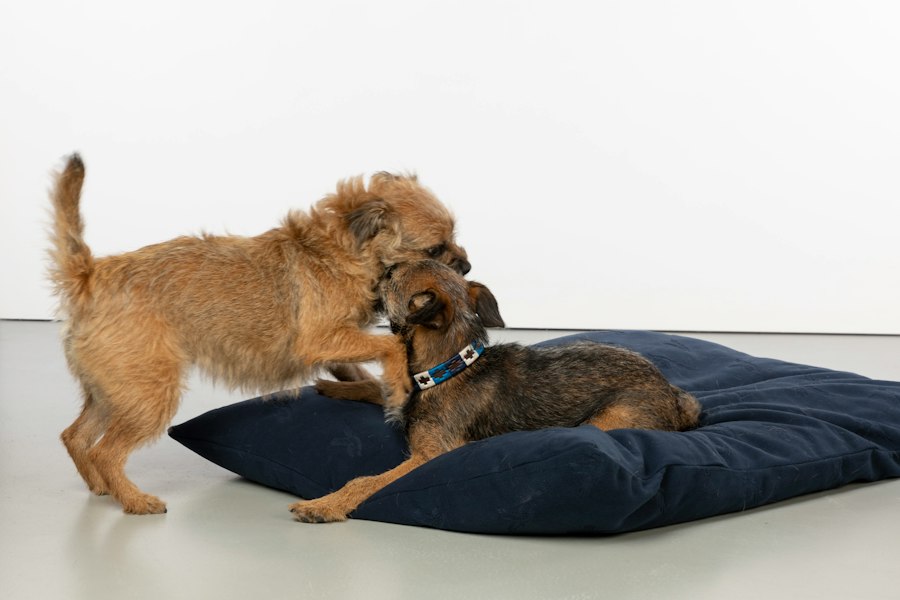 washable dog beds heavy shedders