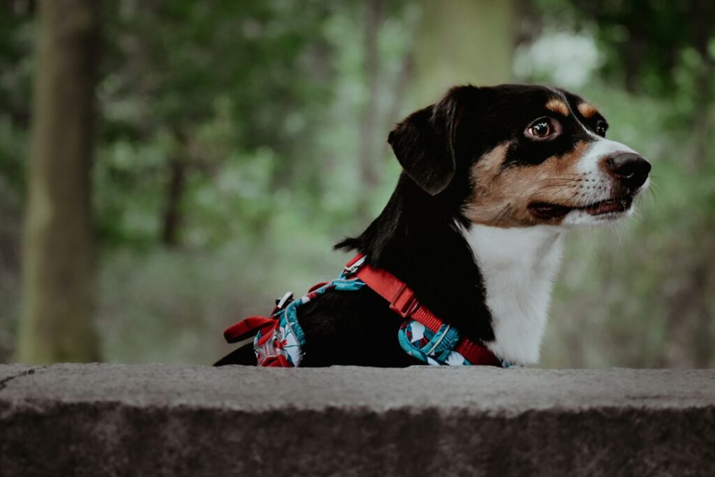 Photo best dog harnesses for escape artists