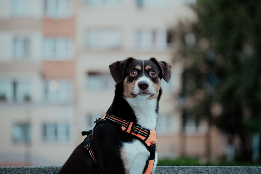 Photo best dog harnesses for escape artists