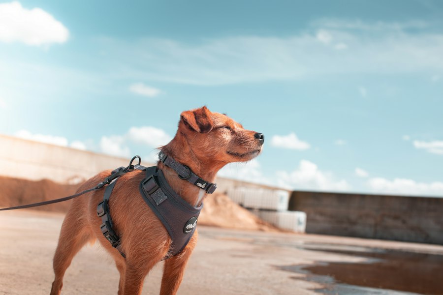 best dog harnesses for escape artists