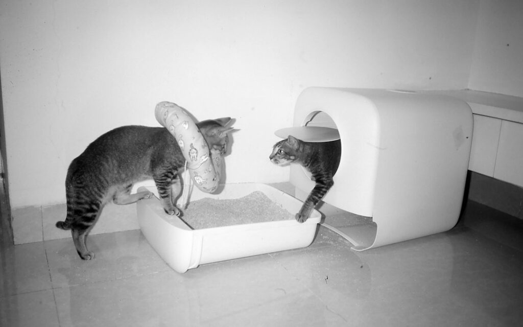 Photo self-cleaning litter boxes large cats