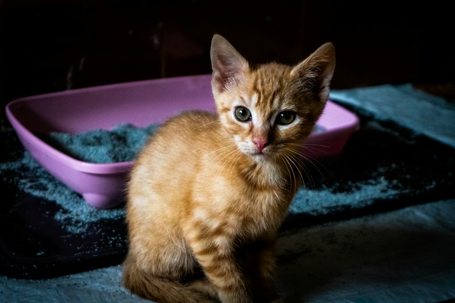 Photo self-cleaning litter boxes large cats