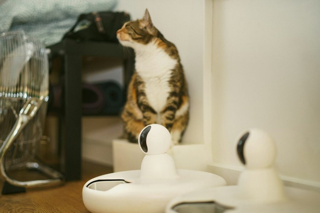 Photo automatic pet feeders multi-cat