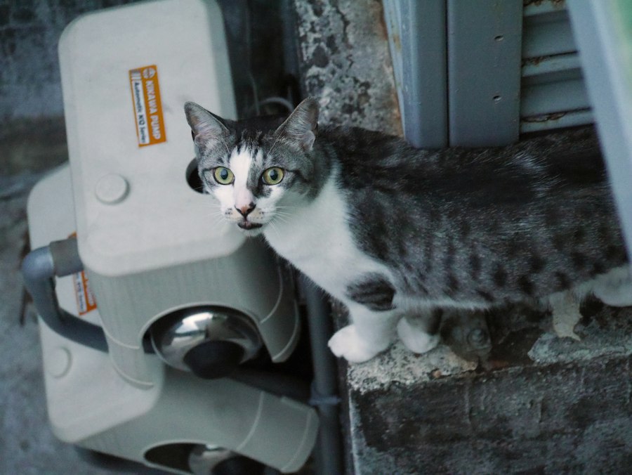 Photo automatic pet feeders multi-cat