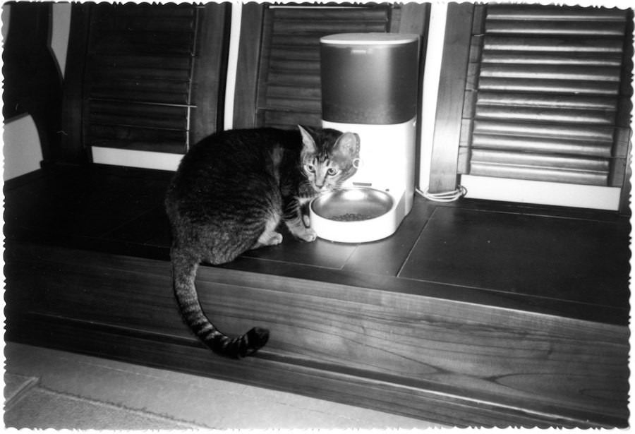 automatic pet feeders multi-cat