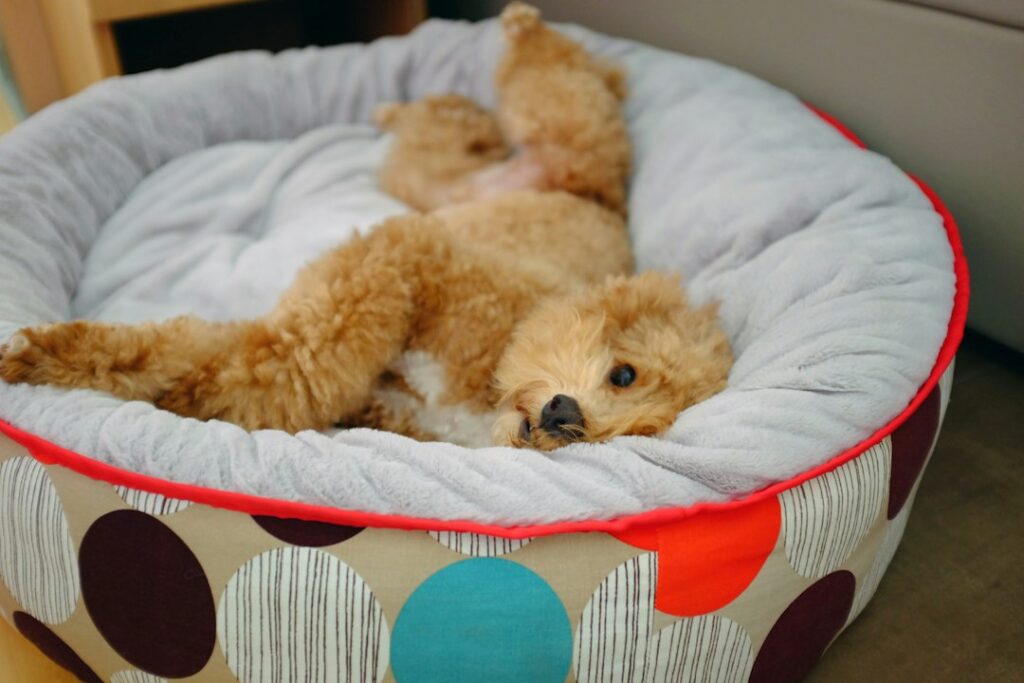 Photo best dog beds top 10
