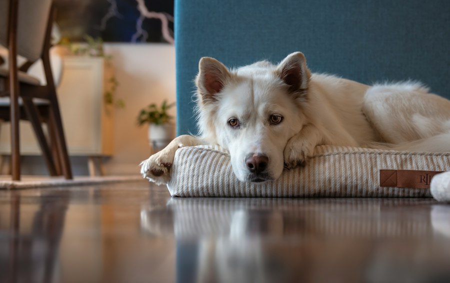 Photo best dog beds top 10