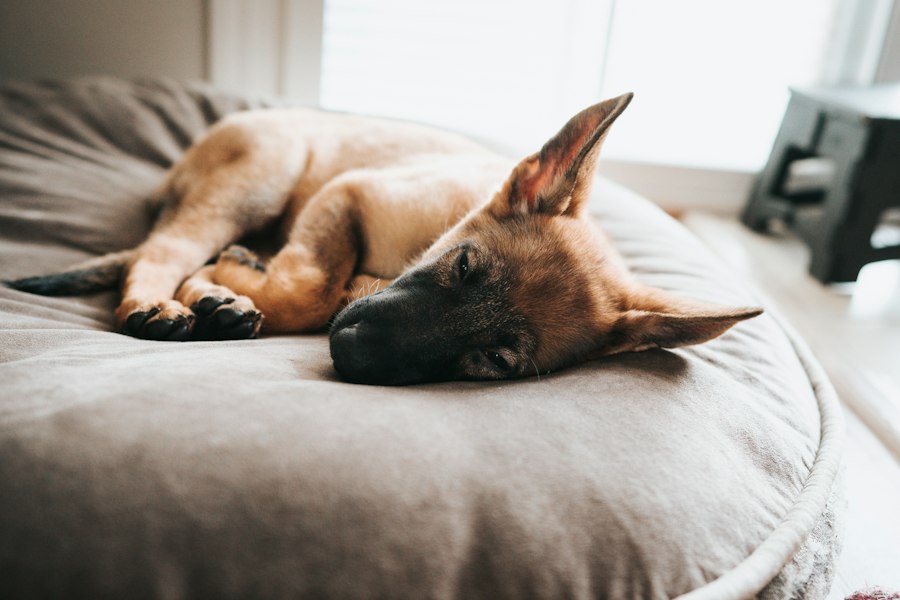 best dog beds top 10