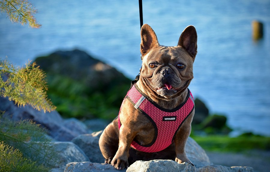Photo best dog harnesses 2024