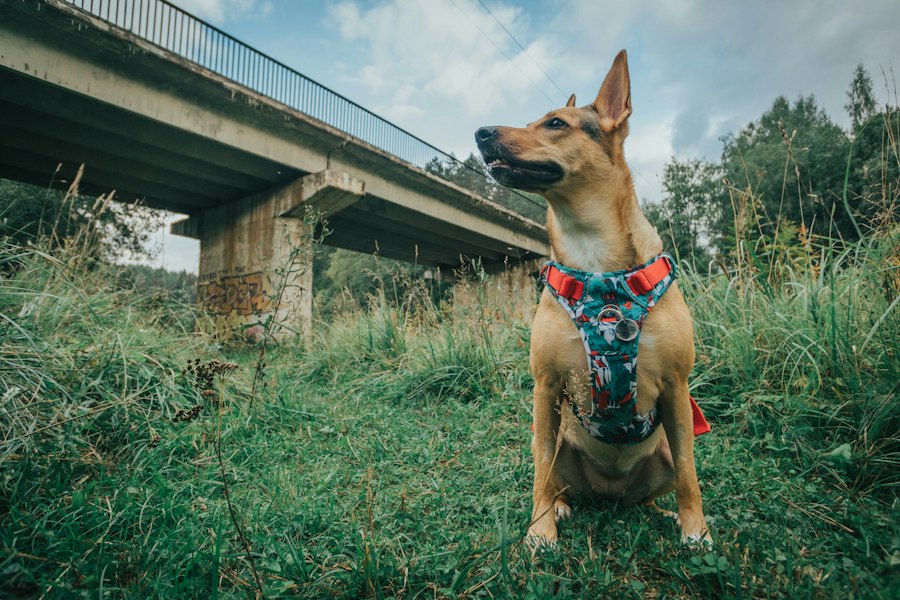 best dog harnesses 2024