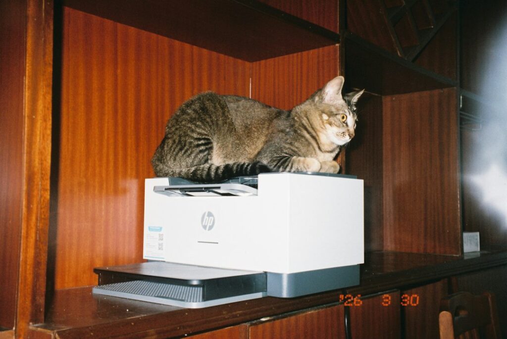 Photo self-cleaning litter boxes top 10