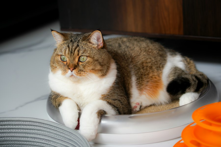Photo self-cleaning litter boxes top 10