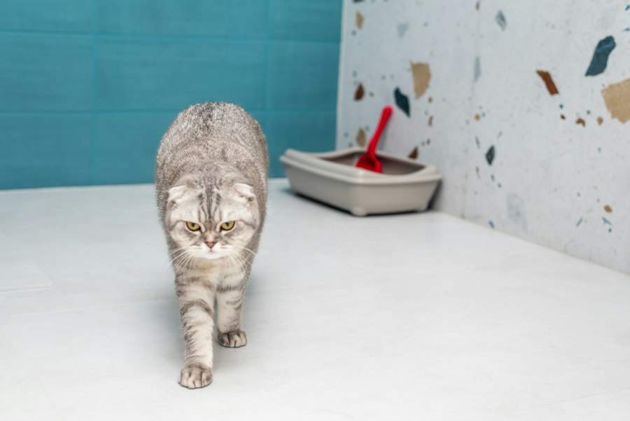 self-cleaning litter boxes top 10