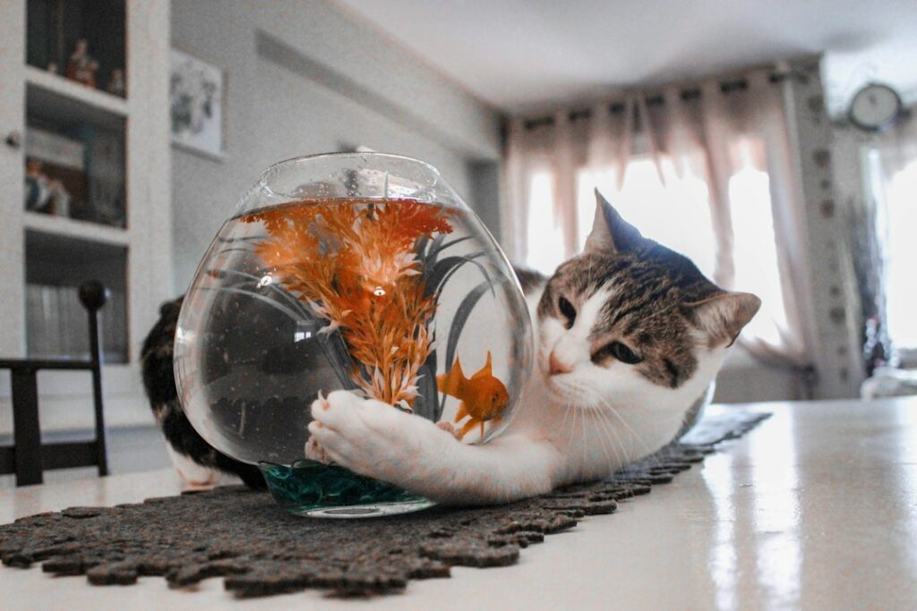 Photo best cat water fountains top 10