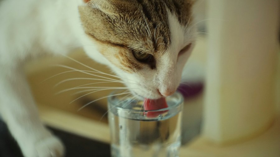 Photo best cat water fountains top 10
