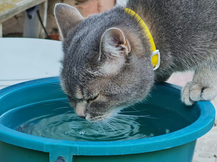 best cat water fountains top 10